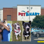 Tragedy: 3 Dogs Die After Stays at PetSmart Facility in Virginia